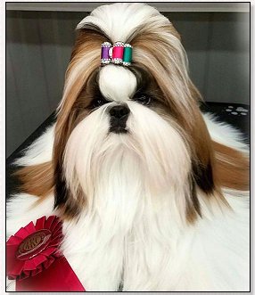 Shih Tzu-CH Wenrick's Believe In The Music "Cher"