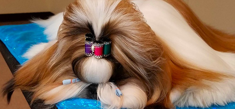 Shih Tzu~Fabulous Fakes Show Dog Bows, Rainbow Crystal