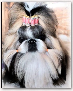 Shih Tzu-Mr Foo's Wickedly Hot Design.....