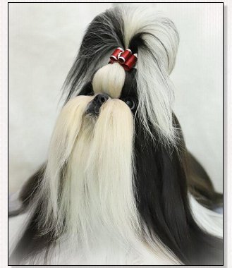 Shih Tzu-Cranberry dog bow