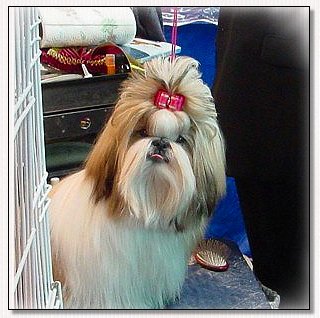  Shih Tzu-Champion Seafal's Gift Of Friendship, hot pink classic show dog bow