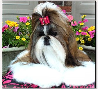 Shih Tzu-CH Mr Foos Gold Dust Woman 