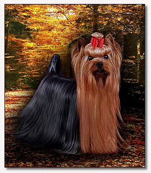 Yorkie~Multi BIS BISS Am & Can Ch Durrer's Heirloom 