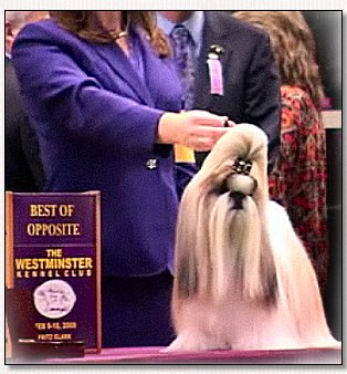 Shih Tzu-Westminster 2009-Ch Krissy's Dream Lover