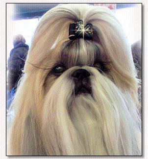 Shih Tzu~CH BISS Sankara Du Domaine Des Atlantes 