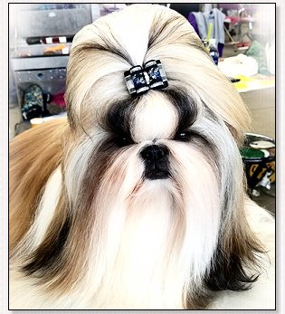 Shih Tzu-Wenrick's Believe In The Rhythm ... CREED