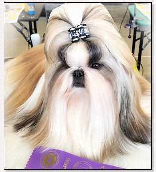 Shih Tzu-Wenrick's Believe In The Rhythm ... CREED