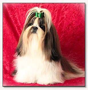 Shih Tzu- SEN-vita Good Fortune 