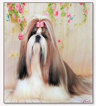 Shih Tzu-Just for Me du Golden Palace Jade