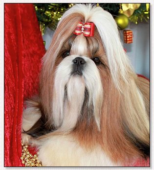 Shih Tzu-Just for Me du Golden Palace Jade
