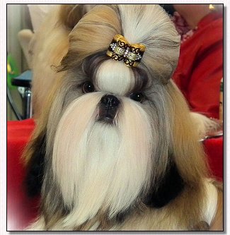 Shih Tzu-CH SarJan's Fantastic Baby At Ryan's. Ji Yong