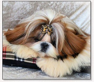 Shih Tzu-"Jade"du Golden Palace