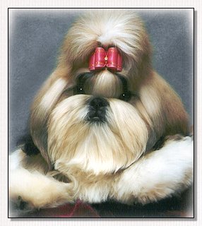 Shih Tzu- Champion Ultra's Listen With Your Heart 