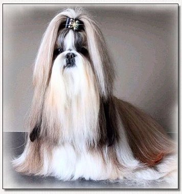 Shih Tzu-Multi Ch Aga's a
Dream Come True 