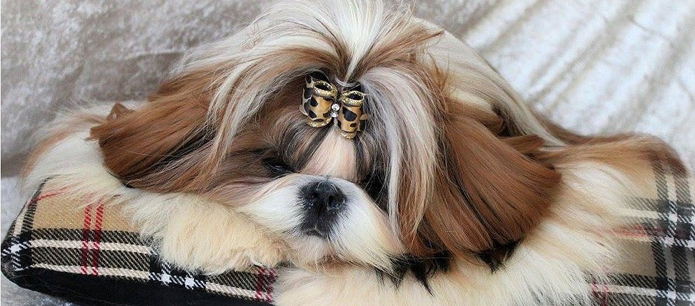 Shih Tzu~"Jade" Just For Me du Golden Palace