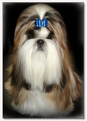 Shih Tzu- BIS Am, Int, CH Mr. Foo's Luck of the Draw 