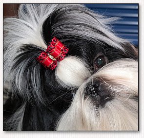 Shih Tzu- Mr Foo's Shih Tzu~