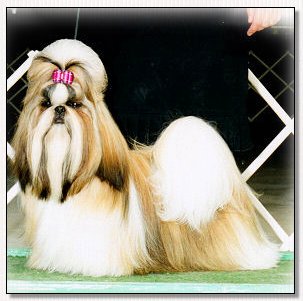 Shih Tzu~Champion Mr Foo's Soul of Fire 