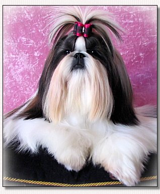 Shih Tzu-Elite Top Model du Golden Palace 