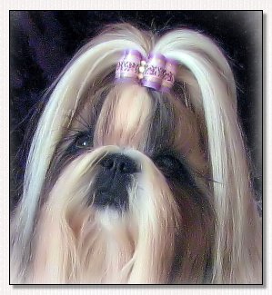  Shih Tzu~Sen-Vita Best Quality "Fanny "