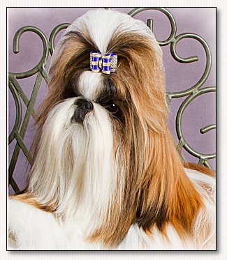 Shih Tzu~Sebastian, Full Size Dog Bow Band of Gold (Grappa)