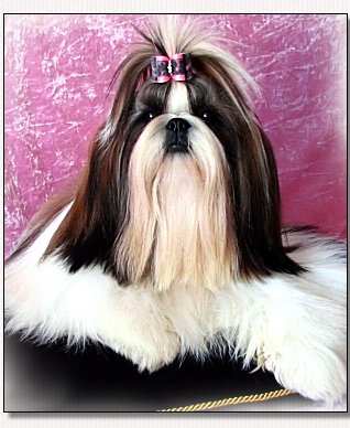 Shih Tzu-Elite Top Model du Golden Palace 