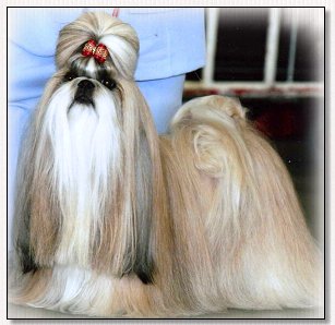 Shih Tzu~CH BISS Sankara Du Domaine Des Atlantes