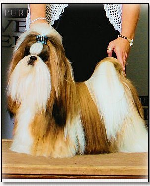 Shih Tzu-Int & Am GCH. Mr. Foo's Woofgang Amadeus Mozart 