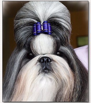 Shih Tzu- MultiCh Wenricks Face Of Yin Da's 