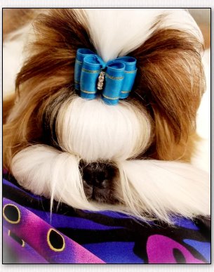 Shih Tzu-CH Mr Foo's Classically Painted With Wenrick ... PICASSO