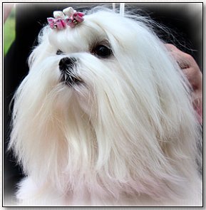 Maltese- 