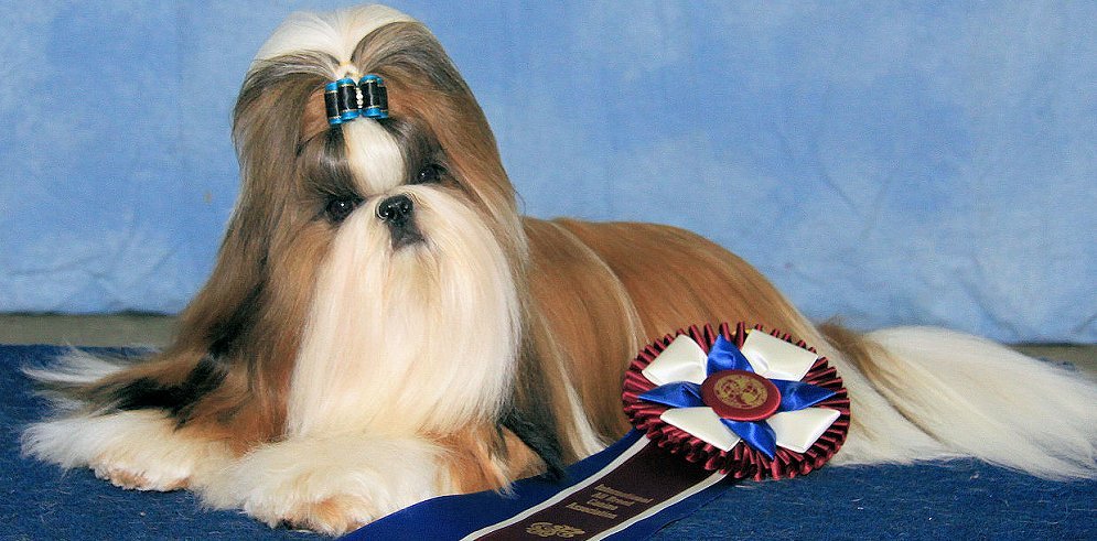 Shih Tzu~Int & Am GCH. Mr. Foo's Woofgang Amadeus Mozart