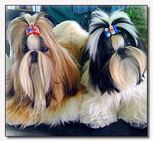 Shih Tzu-Patriotic Dog Bow Models 