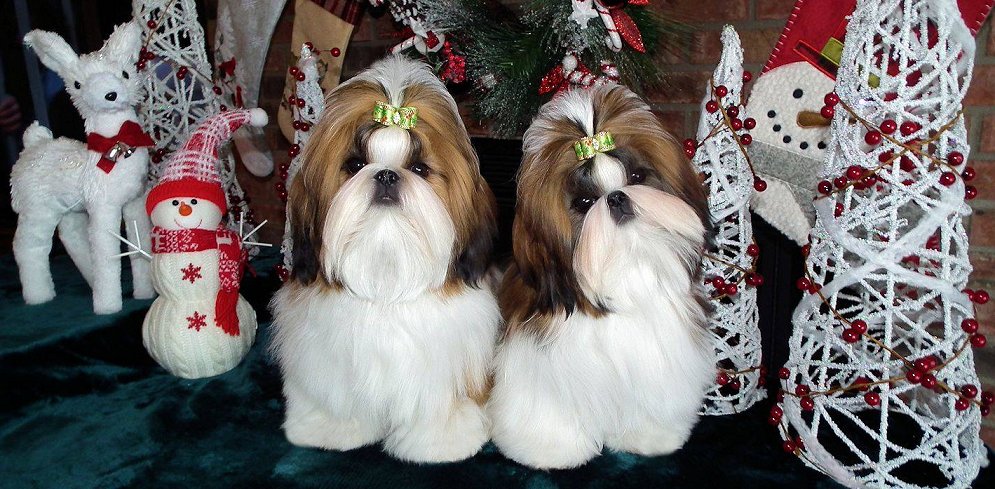 Shih Tzu~Mr Foos Shih Tzu Dyna and Sonya Modeling Christmas Lime Holly Dog Bows