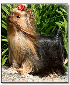 Yorkie-Red Renaissance Dog Bow