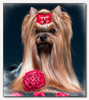 Yorkie~Shen De Lux Claid Classic: 