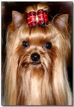 Yorkie~Ch. VickiLyn's To Fast To Furious 