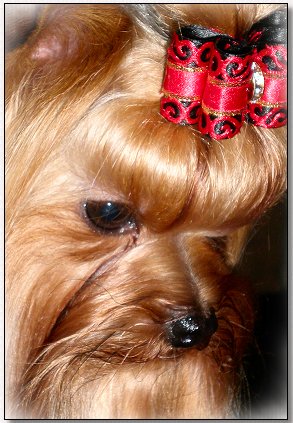 Yorkie~Ch. VickiLyn's To Fast To Furious 