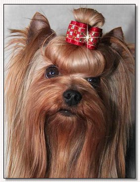  Yorkie~Multi BIS BISS Am & Can Ch Durrer's Heirloom