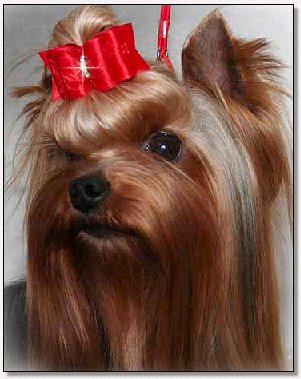  Yorkie~Multi BIS BISS Am & Can Ch Durrer's Heirloom 