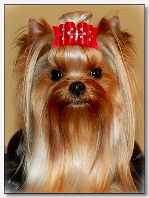  Yorkie~GCH. CH. Empee's Juicy Couture 