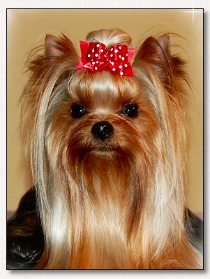 Yorkie dog 2025 bows