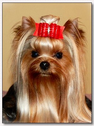  Yorkie~GCH. CH. Empee's Juicy Couture 