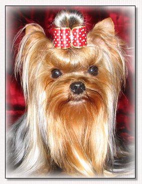  Yorkie Sweet Magic´s A Moment To Remember 
