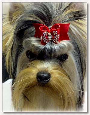 Yorkie Puppy Vickilyn's N Durrer's Halston