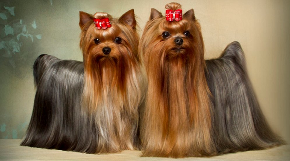 red yorkshire terrier