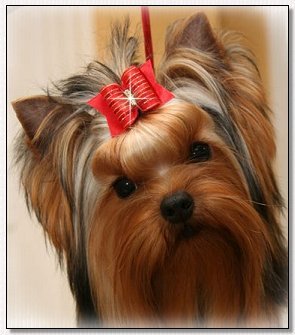 Yorkie-puppy Red Bow
