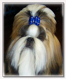 Shih Tzu-BIS Am, Int, CH Mr. Foo's Luck of the Draw 