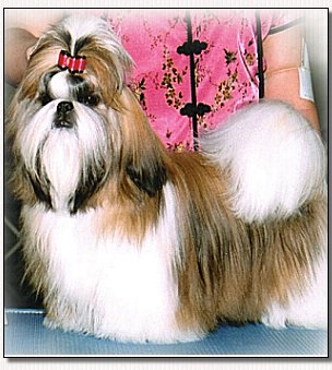 Shih Tzu-Champion Mr Foo's Soul of Fire 