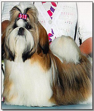 Shih Tzu-Champion Mr Foo's Soul of Fire 